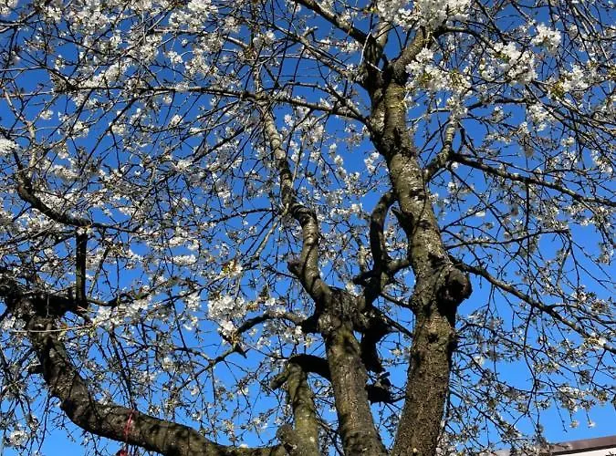 Nad Czeresnia شقة *